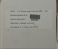 Reticularia splendens image